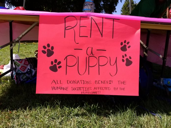 Rent-A-Puppy sign