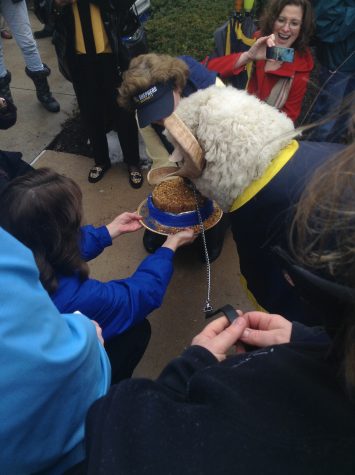 J.C. the ram enjoys his birthday cake.